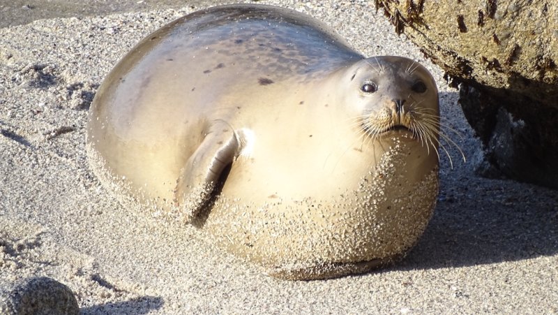 Monterey Bay Harbor Seal