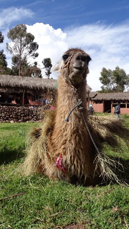 Chinchero Village Llama