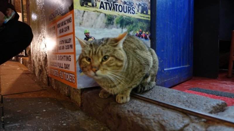 Cusco Tours Kitty