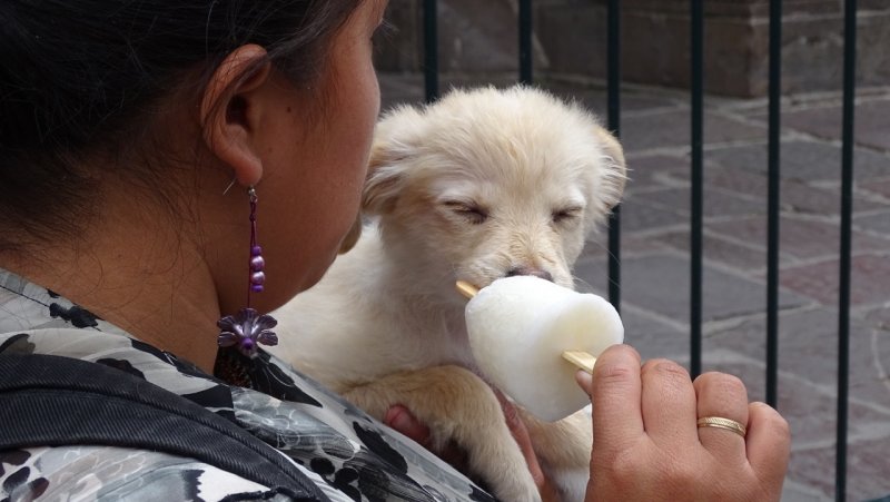 Puppy eating a popsicle on the streets of Quito 