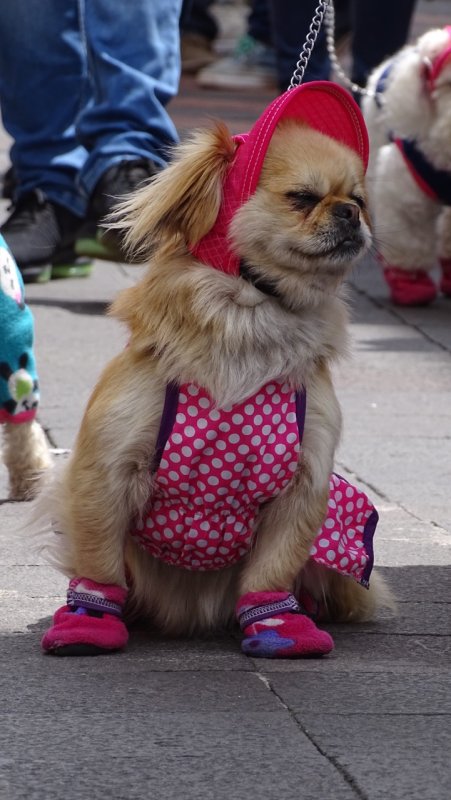 Doggie Fashion Model