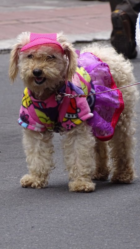 Doggie Fashion Model