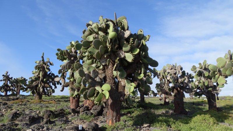 South Plaza Island Cactus Trees