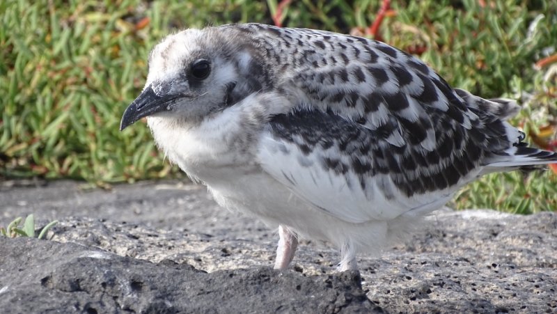 Swallow-tailed Gull Chick