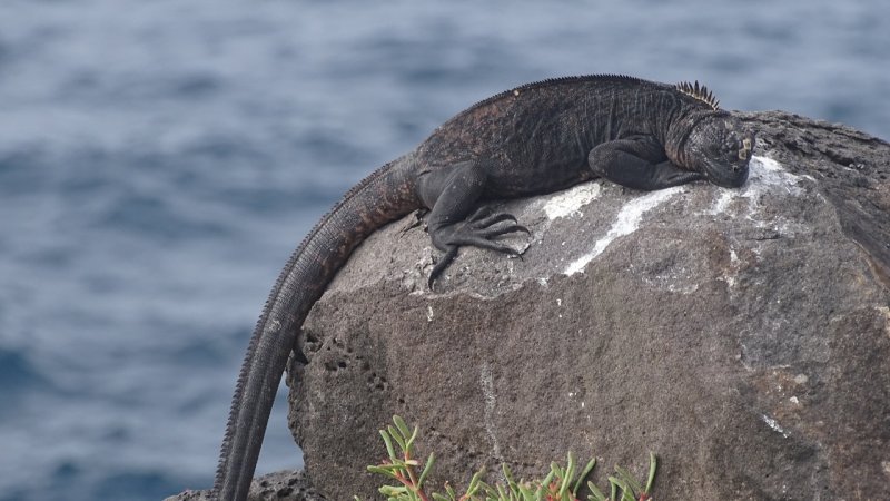 Sunbathing Marine Iguana