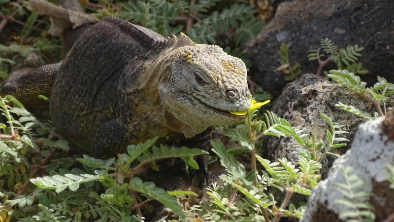 Land Iguana eating a flower