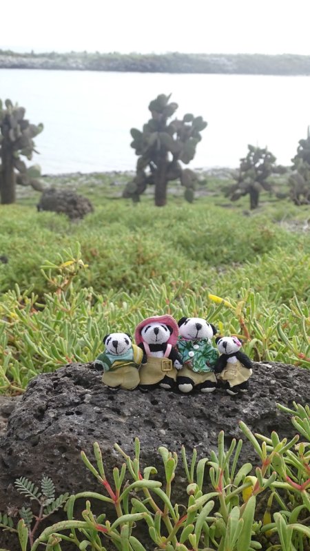 The Pandafords at South Plaza Island, The Galapagos