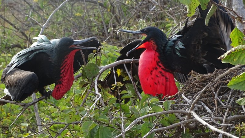 Male Great Frigatebirds challenging for territory