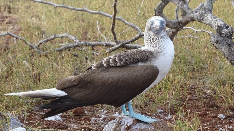 Blue Footed Booby posing for a picture