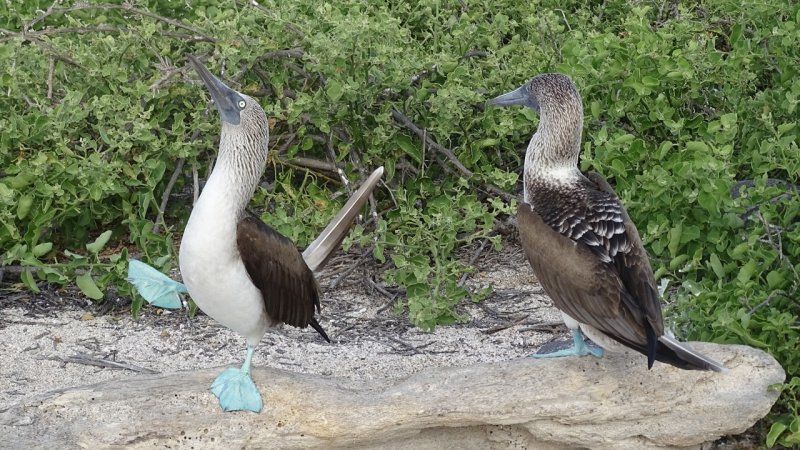 Blue Footed Booby Mating Dance