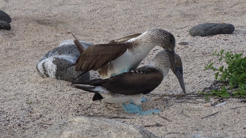 Blue Footed Boobys Mating