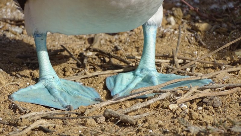Blue Footed Booby Feet