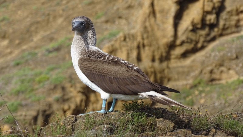 Blue Footed Booby