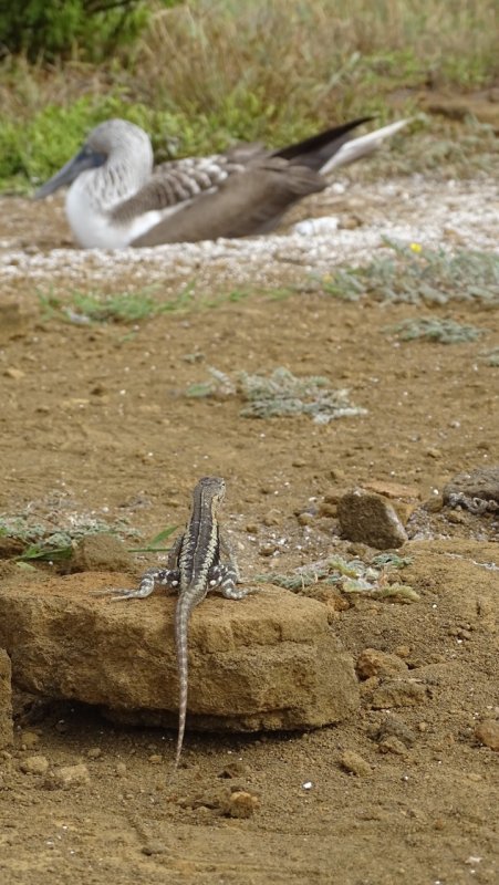 Lava Lizard and Blue Footed Booby