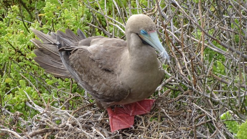 Red Footed Booby