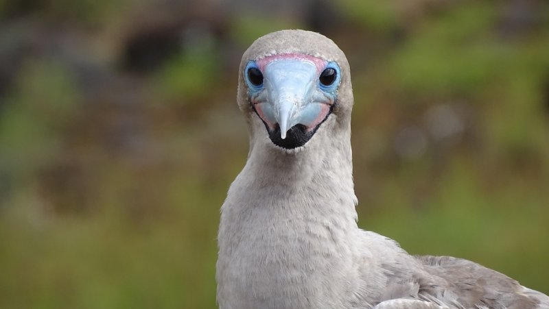 Red Footed Booby