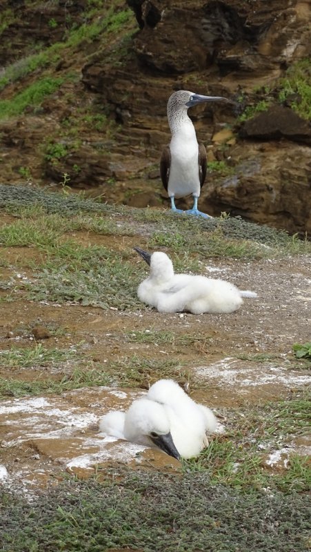 Blue Footed Booby with two Chicks