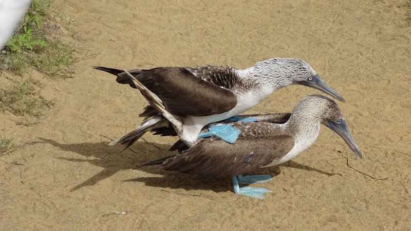 Mating Blue Footed boobies
