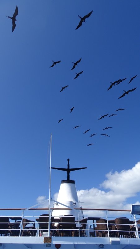 Frigate Birds over the Galapagos Legend