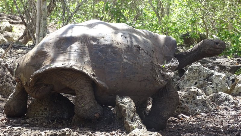 Galapagos Giant Tortoise