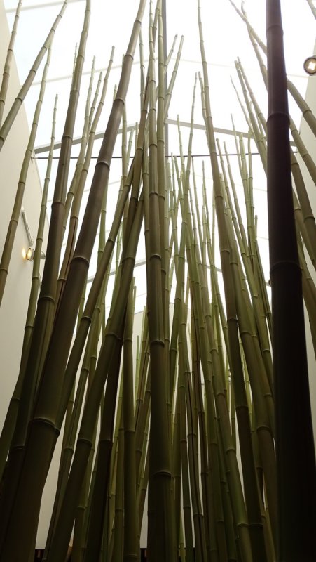 San Diego Zoo Gift Shop Bamboo