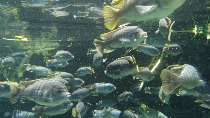 San Diego Zoo Hippo Pool Fish