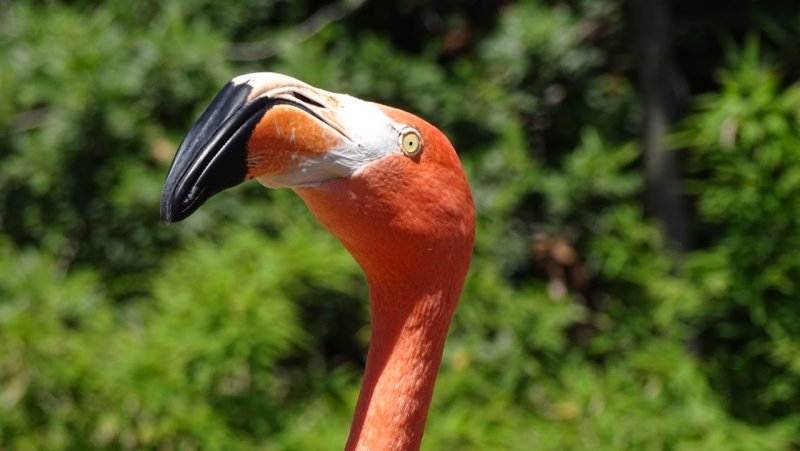 San Diego Zoo Flamingo