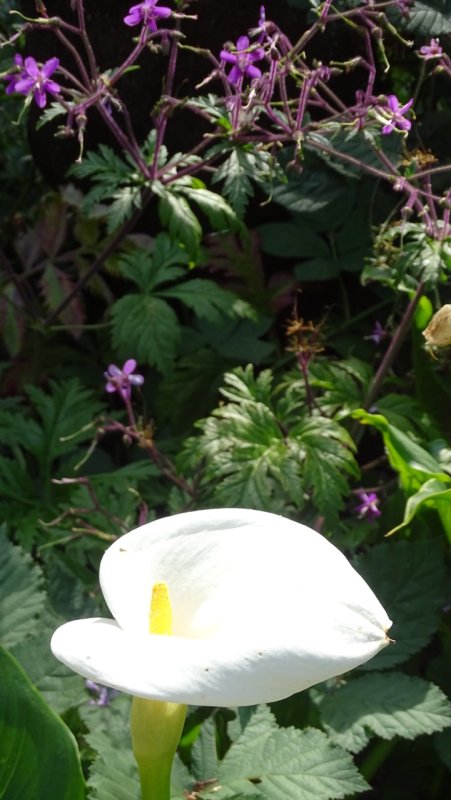 Golden Gate Park Calla Lily