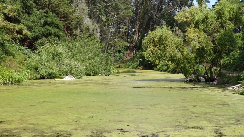 Golden Gate Park Lily Pond