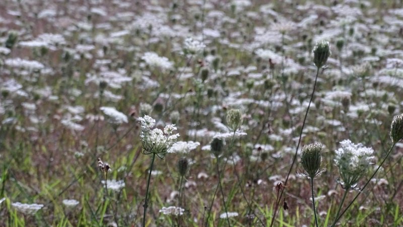 Queen Annes Lace