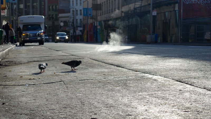 Truk Street Pigeons
