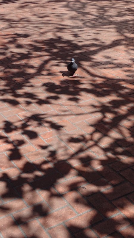Market Street Pigeon