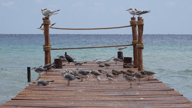 Birds on a Pier