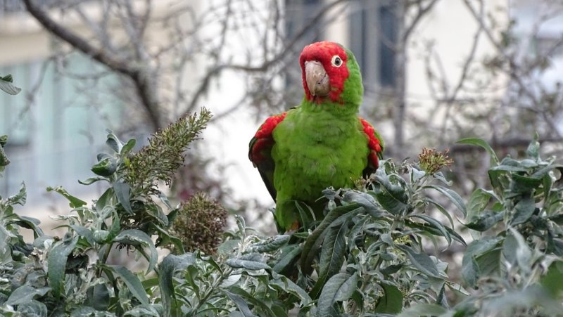 Christmas Day Russian Hill Parrot