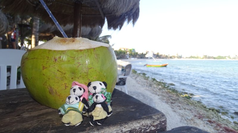 The Pandafords Enjoying a Fresh Coconut at La Buena Vida Restaurant & Bar 