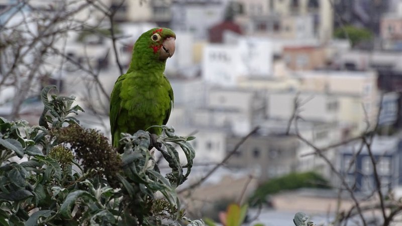 Russian Hill Parrot