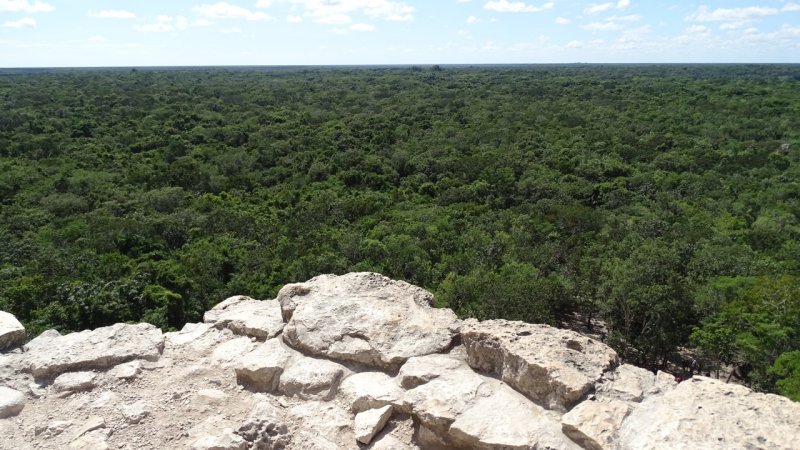 View of the jungle from Nohoch Mul Pyramid