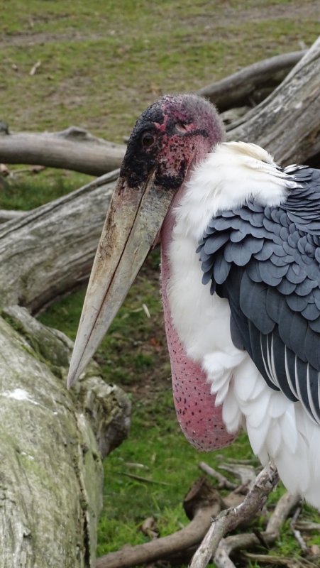 San Francisco Zoo Marabou Stork