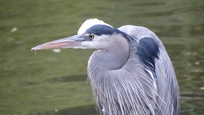 San Francisco Zoo Great Blue Heron