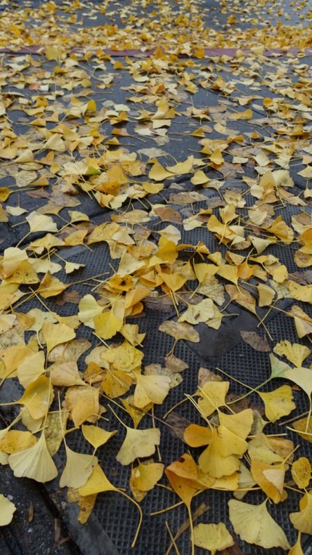 Ginkgo Tree Leaves