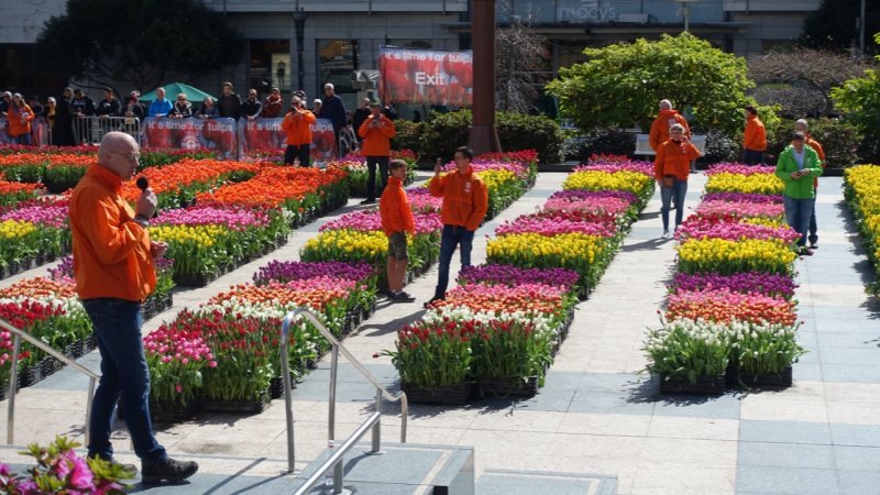 American Tulip Day Union Square