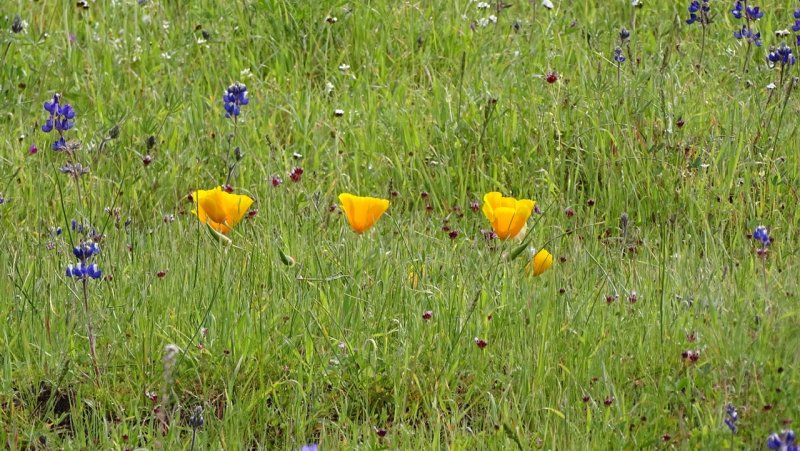 California Poppies