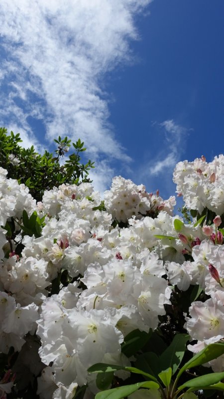 Portland Crystal Springs Rhododendron Garden