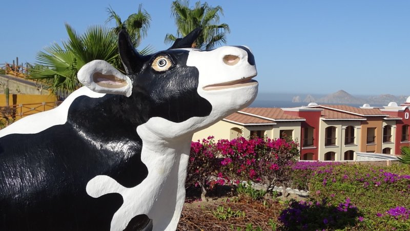 Hacienda Encantada Cow