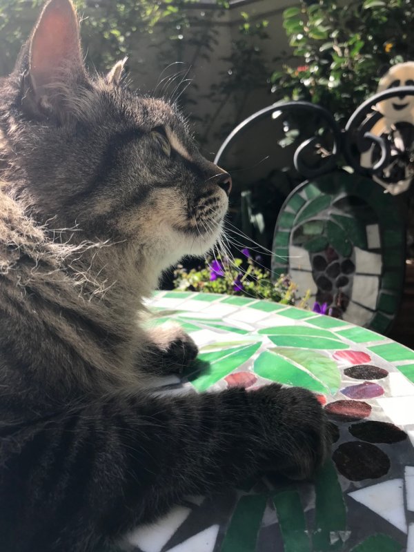 Rocky on his Garden Table