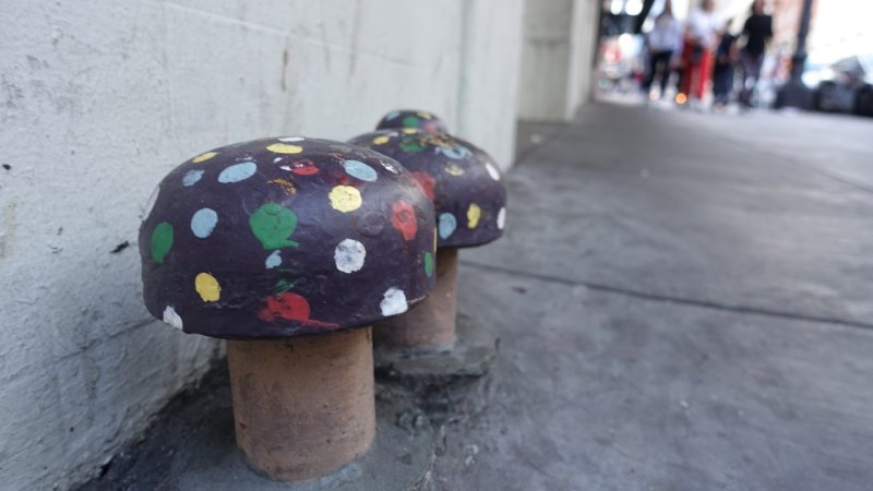 Urban Mushrooms