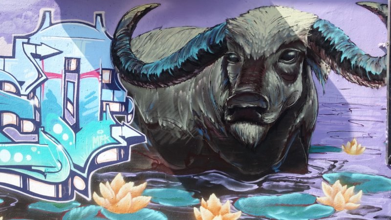 year of the water buffalo