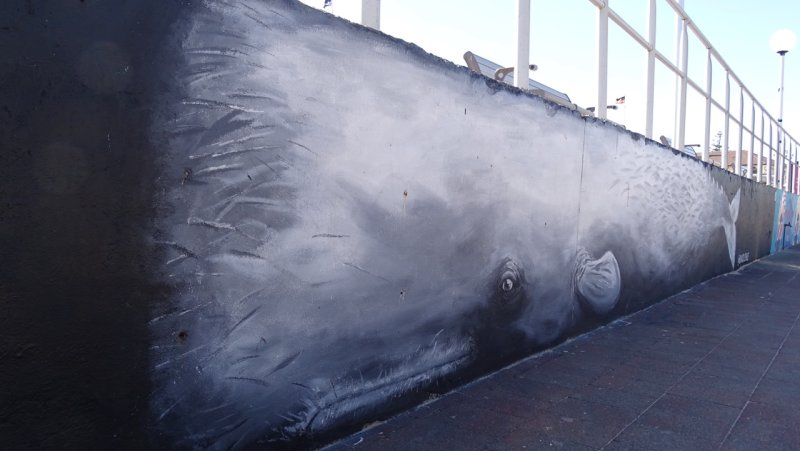 Bondi Beach Whale