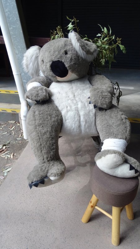 Port Macquarie Koala Hospital