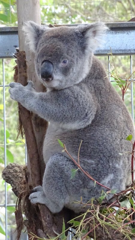 Port Macquarie Koala Hospital